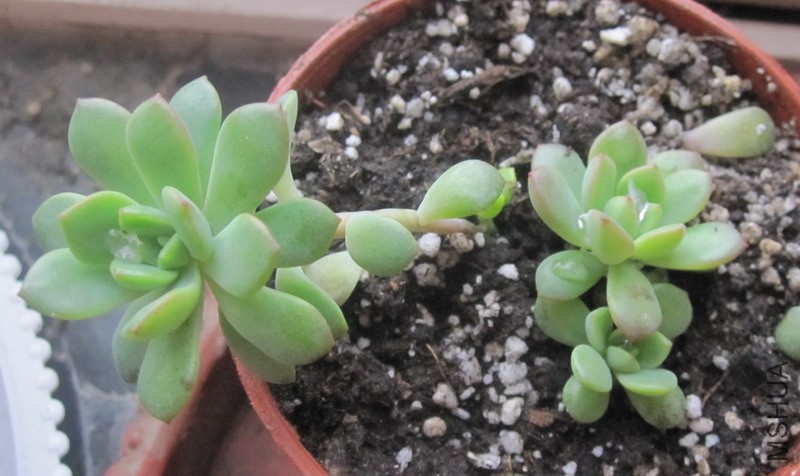 ��Sedeveria 'Markus' ����˹ 1.JPG