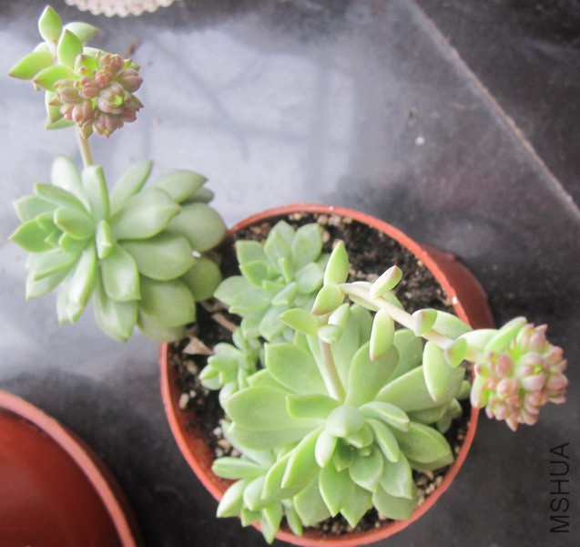 ��Sedeveria 'Markus' ����˹ 2.JPG