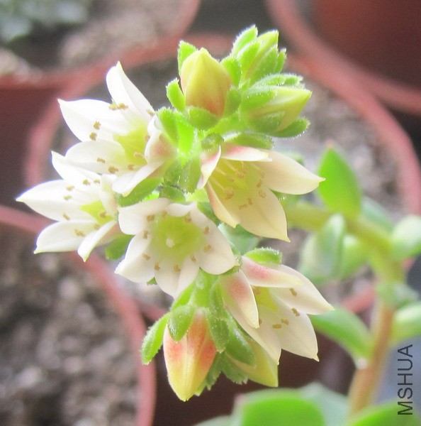 ��Sedeveria 'Markus' ����˹ 2B.JPG