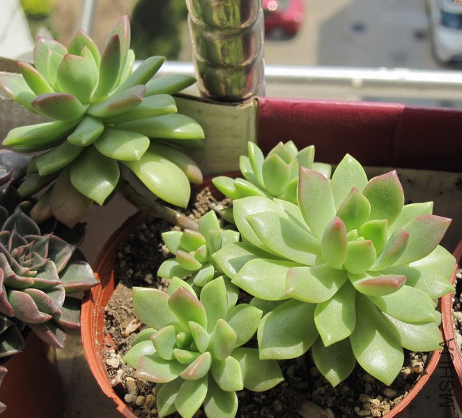 ��Sedeveria 'Markus' ����˹ 3.JPG