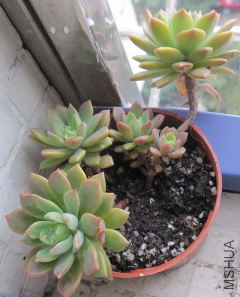 ��Sedeveria 'Markus' ����˹ 4.JPG