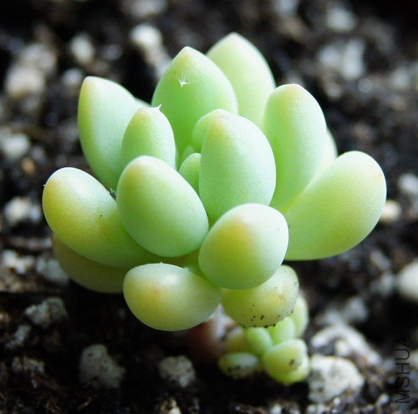 ��Sedeveria 'Hummellii' ��Ҷ���� 1.JPG