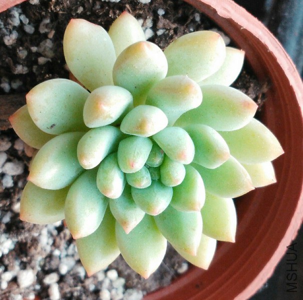 ��Sedeveria 'Hummellii' ��Ҷ���� 3.jpg