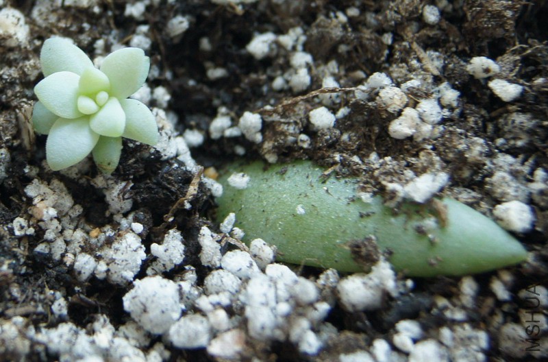 ��Sedeveria 'Silver Frost' ���� 1.jpg