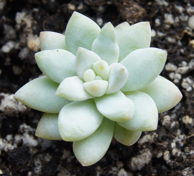 ��Sedeveria 'Silver Frost' ���� 2.JPG