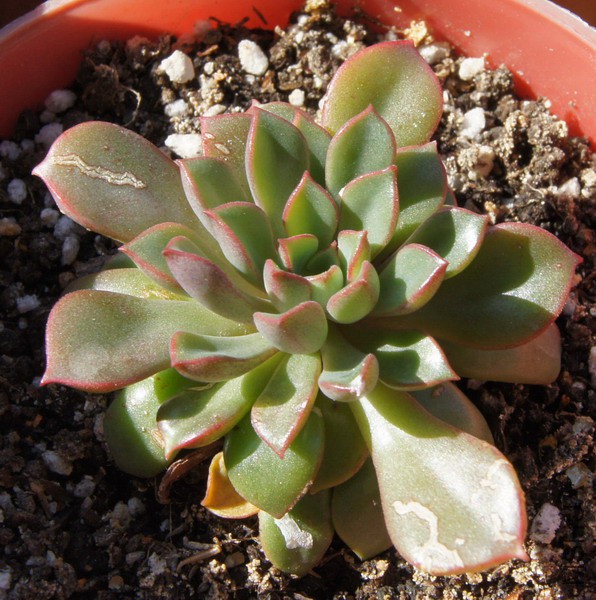 ��Sedeveria 'Darley Dale' ��Ҷ�� 1.JPG