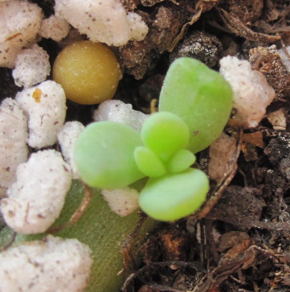 ��Sedeveria 'Harry Butterfield' ǧ���� 1.JPG