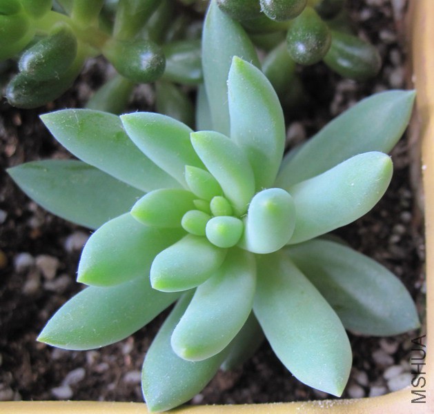 ��Sedeveria 'Harry Butterfield' ǧ���� 2.JPG