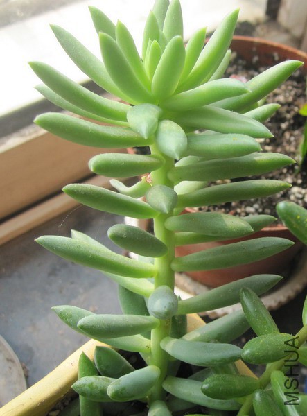 ��Sedeveria 'Harry Butterfield' ǧ���� 3.JPG