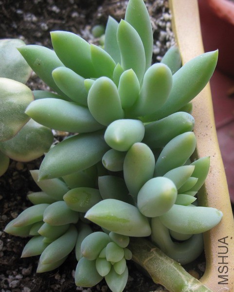 ��Sedeveria 'Harry Butterfield' ǧ���� 5.JPG