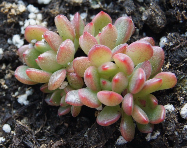 ��Graptoveria 'Bashful' �챦ʯ 2.JPG