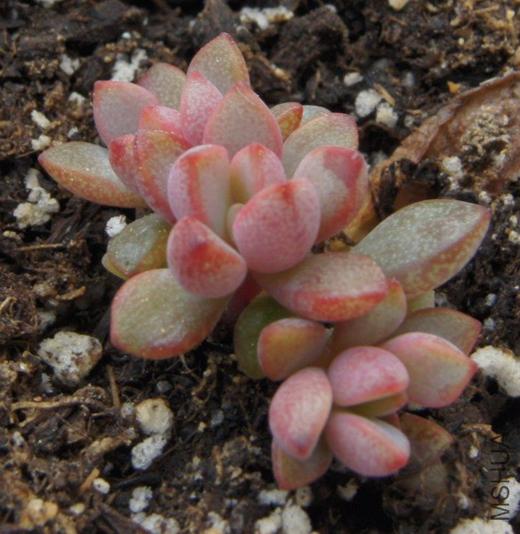 ��Graptoveria 'Purple Dream' ���� 2.JPG