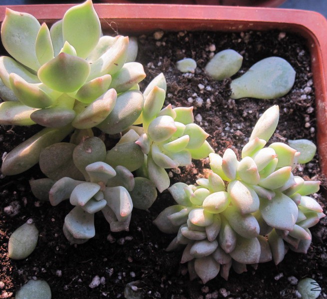 ��Graptoveria 'A Grimm One' ���� 1.jpg