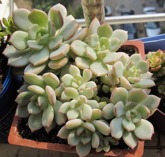 ��Graptoveria 'A Grimm One' ���� 3.JPG