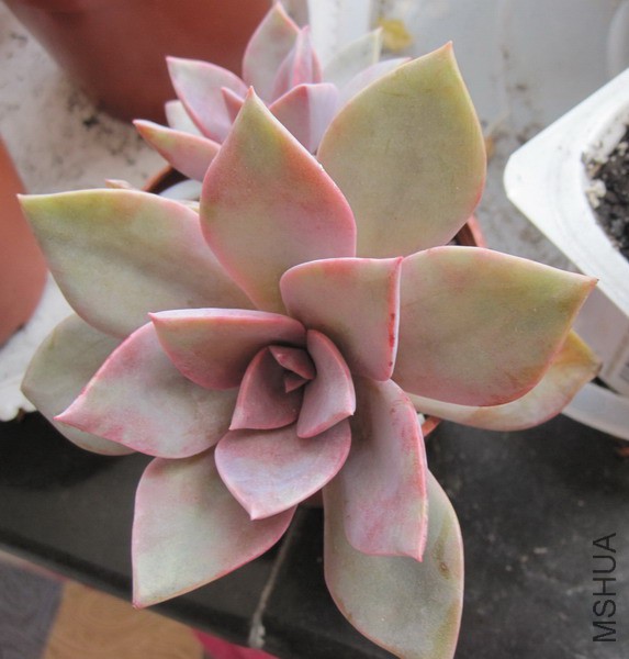 ��Graptoveria 'Douglas Huth' ���� 3.JPG