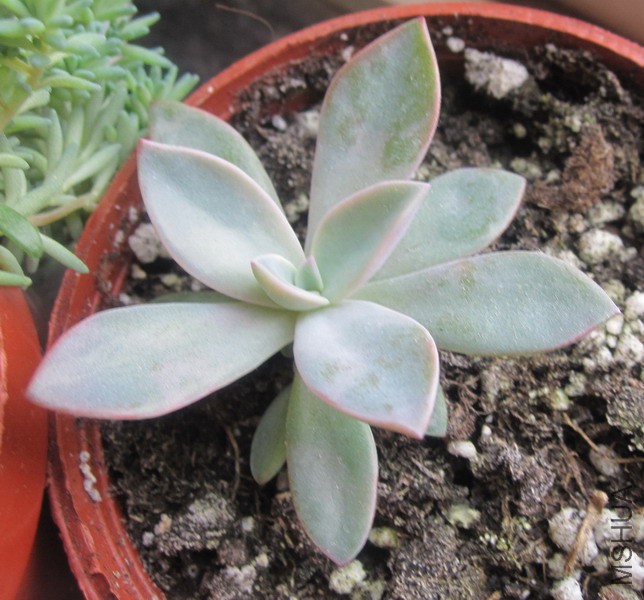 ��Graptoveria 'Douglas Huth' ���� 1.JPG