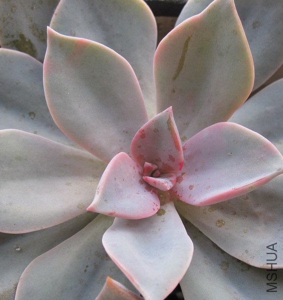 ��Graptoveria 'Douglas Huth' ���� 5B.JPG