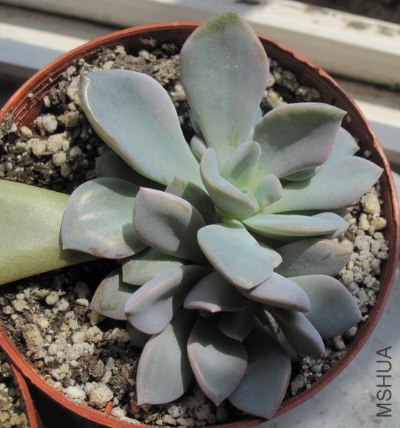 ��Graptoveria 'Debbie'  ��� 2.JPG