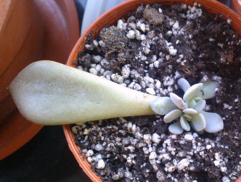 ��Graptoveria 'Debbie'  ��� 1.jpg