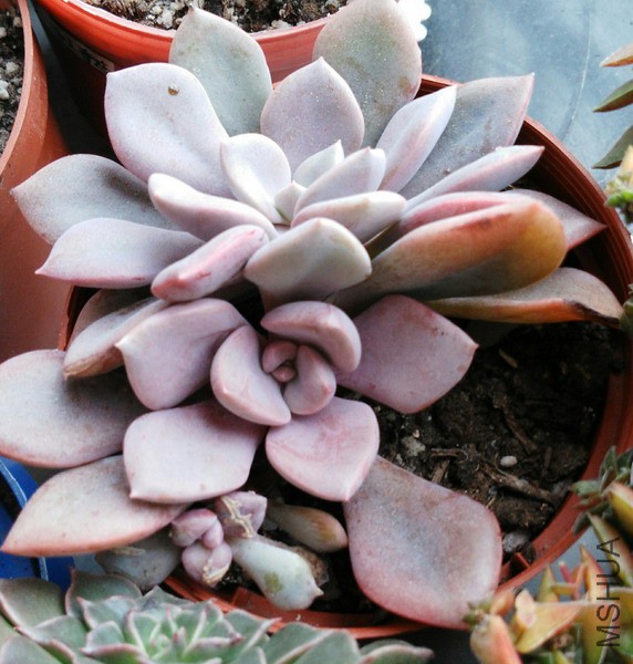 ��Graptoveria 'Debbie'  ��� 5.jpg