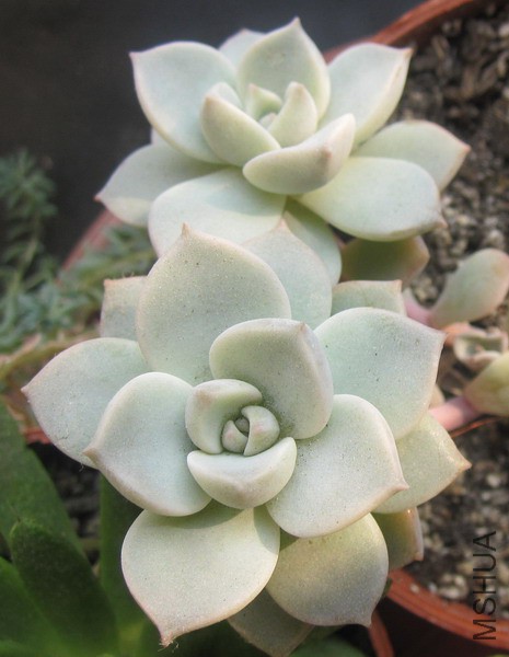 ��Graptoveria 'Titubans' ��ĵ�� 3.JPG