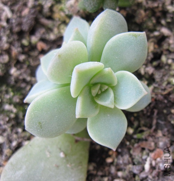 ��Graptoveria 'Titubans' ��ĵ�� 1.JPG