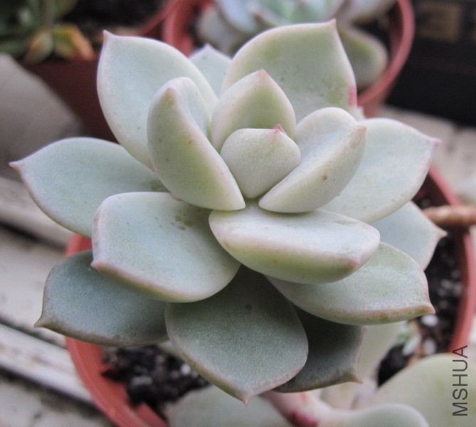 ��Graptoveria 'Titubans' ��ĵ�� 4.JPG