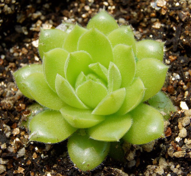 Sempervivum 'Whitney'.JPG