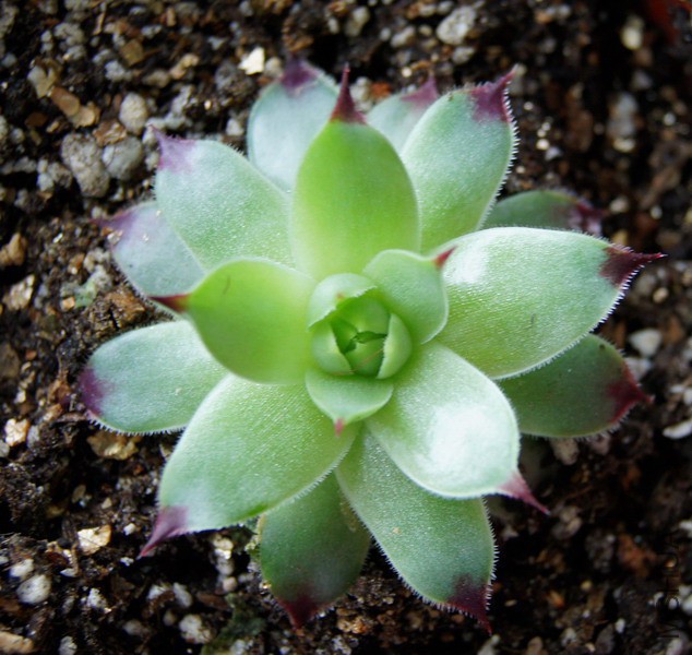 Sempervivum calcareum ��ӣ 1.JPG