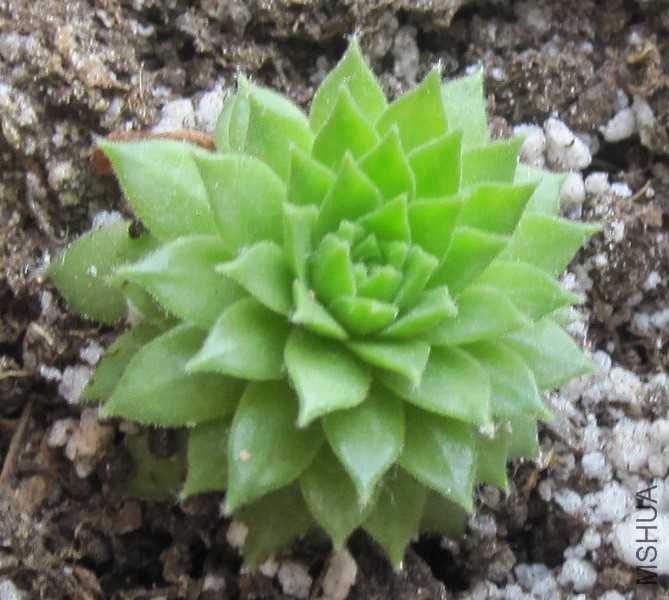 Sempervivum arachnoideum 'Rubrum' ������ 1.JPG