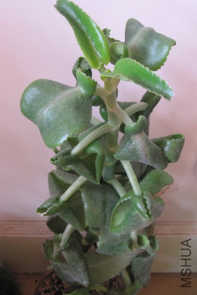 Bryophyllum daigremontiana ��Ҷ������� 1.JPG