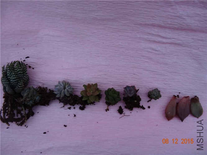 DSC07376.jpg
