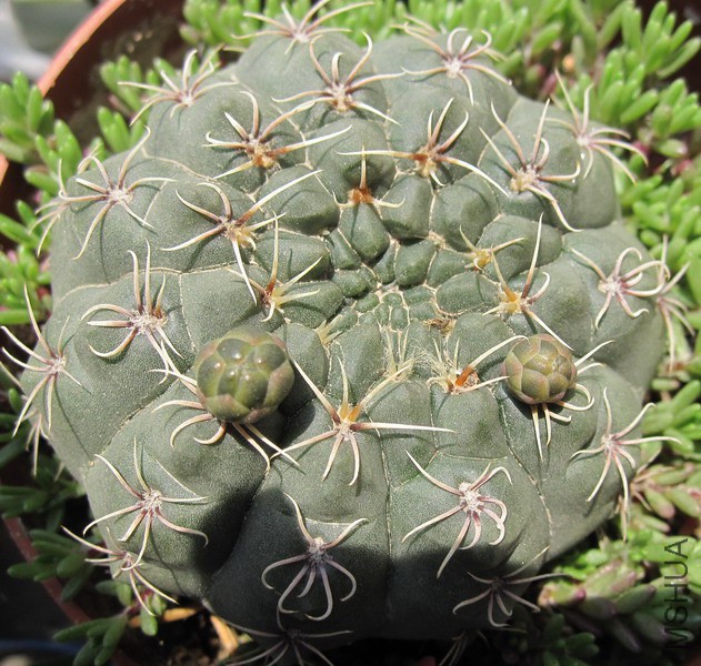 Gymnocalycium baldianum ��ɫ系��� 1.JPG
