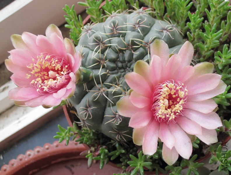 Gymnocalycium baldianum ��ɫ系��� 4.JPG