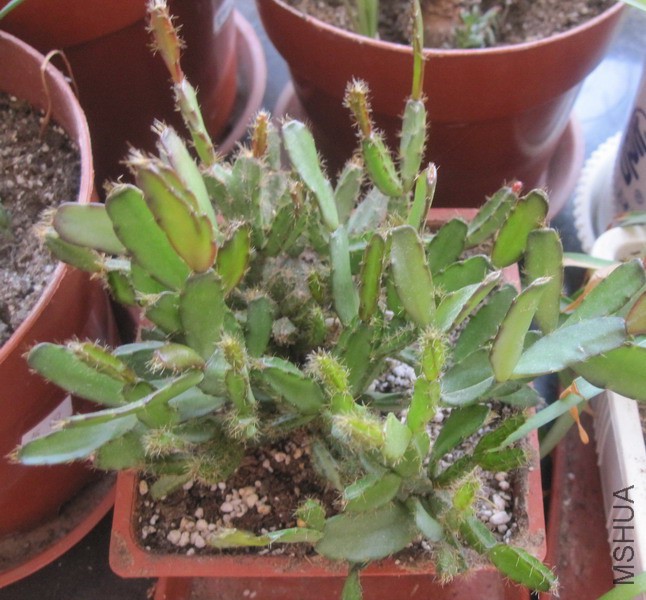 Hatiora rosea �仨֮�� 1.JPG