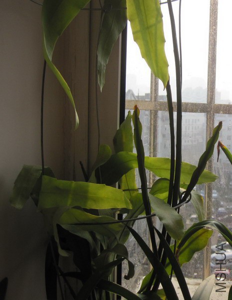 Epiphyllum oxypetalum 꼻� 2.JPG