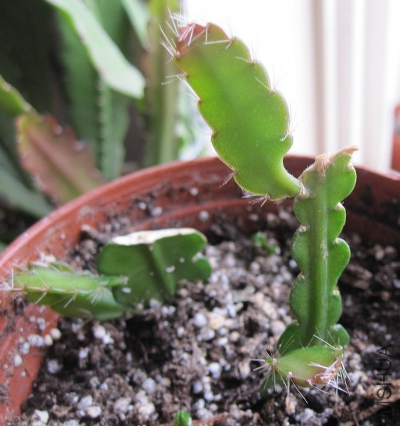 Selenicereus anthonyanus ������ 1.JPG