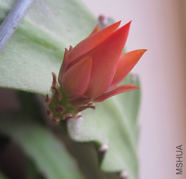Disocactus ackermannii �������ɻ� 2A.JPG