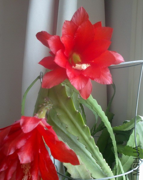 Disocactus ackermannii �������ɻ� 3.jpg
