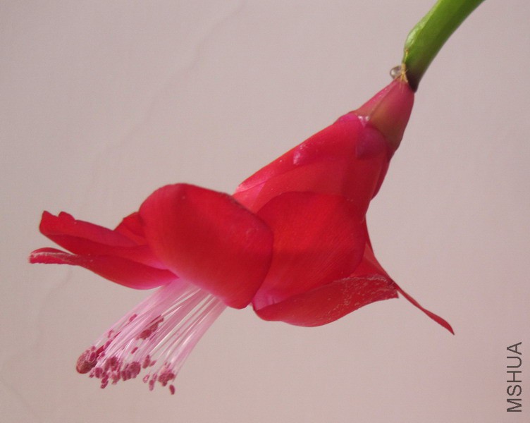 Schlumbergera �� buckleyi TB 'Winter Pearl' ������ 2.jpg