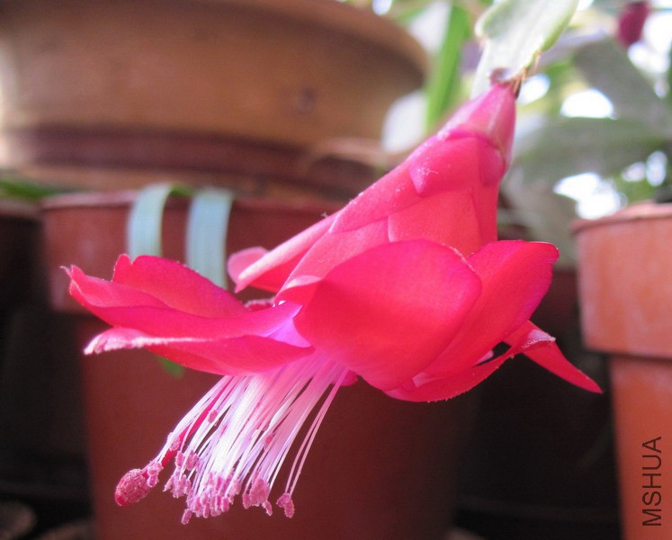 Schlumbergera �� buckleyi TB 'Winter Pearl' ������ 3.jpg