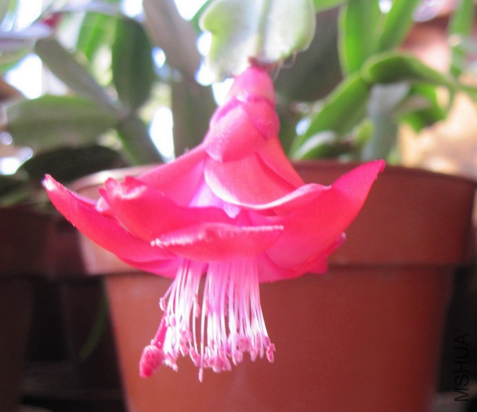 Schlumbergera �� buckleyi TB 'Winter Pearl' ������ ������ 1.jpg