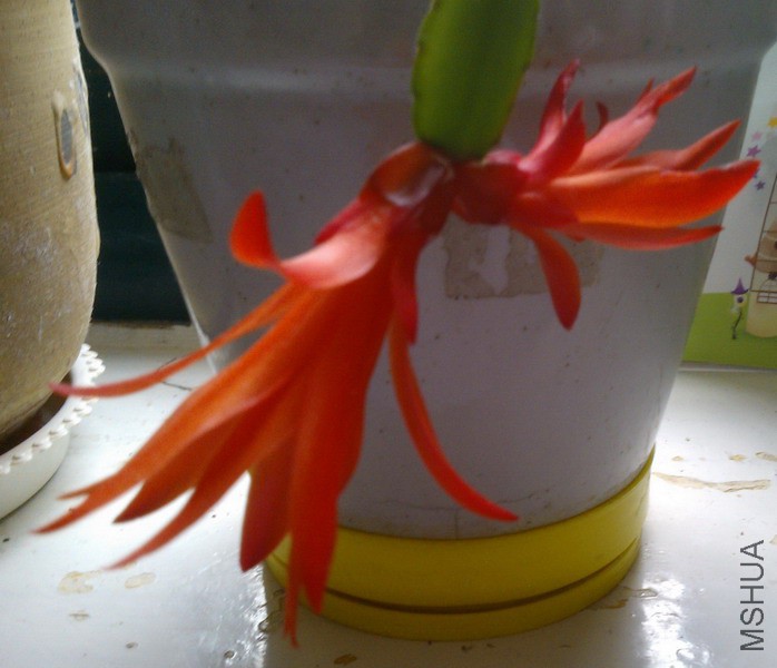 Schlumbergera �� buckleyi ����ָ 1.jpg