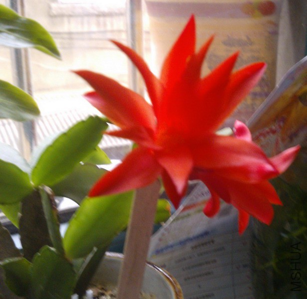 Schlumbergera �� buckleyi ����ָ 2.jpg