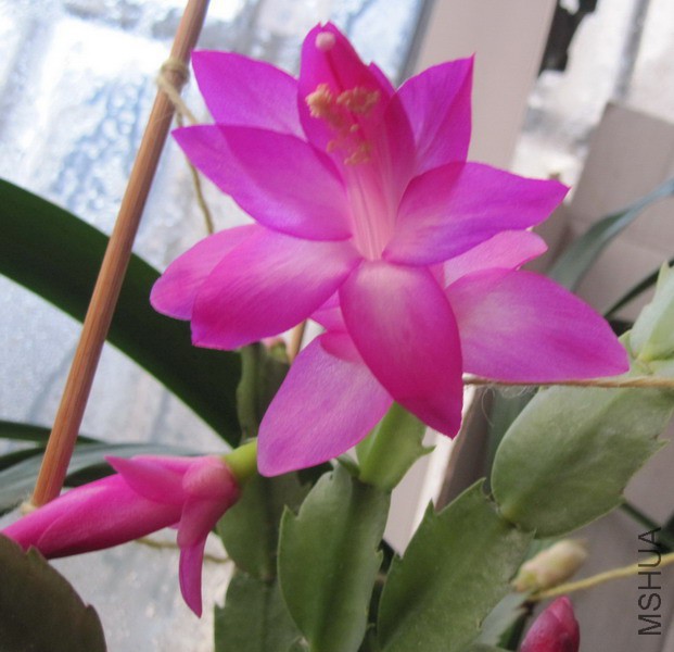 Schlumbergera truncata 'Crystal Dancer' зצ�� ˮ������ 1.JPG
