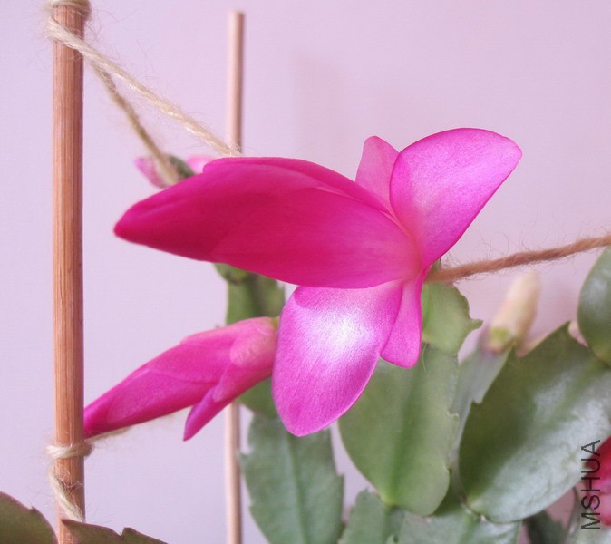 Schlumbergera truncata 'Crystal Dancer' зצ�� ˮ������ 2.JPG