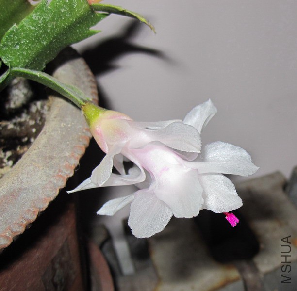 Schlumbergera truncata 'Malissa' зצ�� ������ 2.jpg.jpg