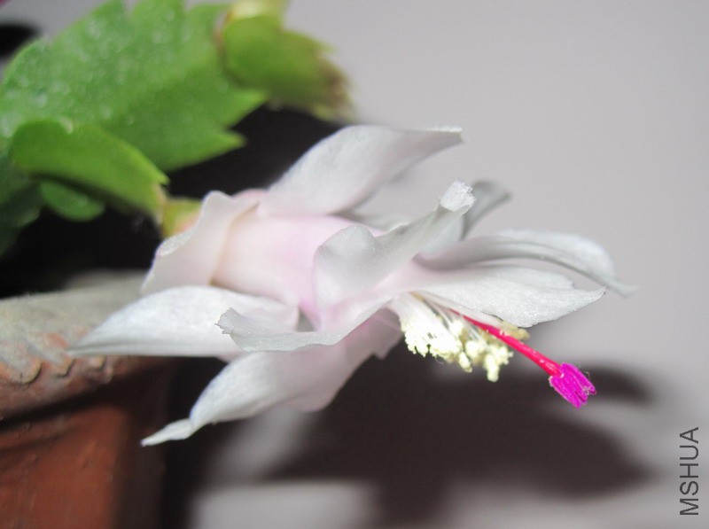 Schlumbergera truncata 'Malissa' зצ�� ������ 1.jpg