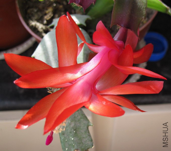 Schlumbergera truncata 'Exotic Dancer' зצ�� ������� 1.jpg
