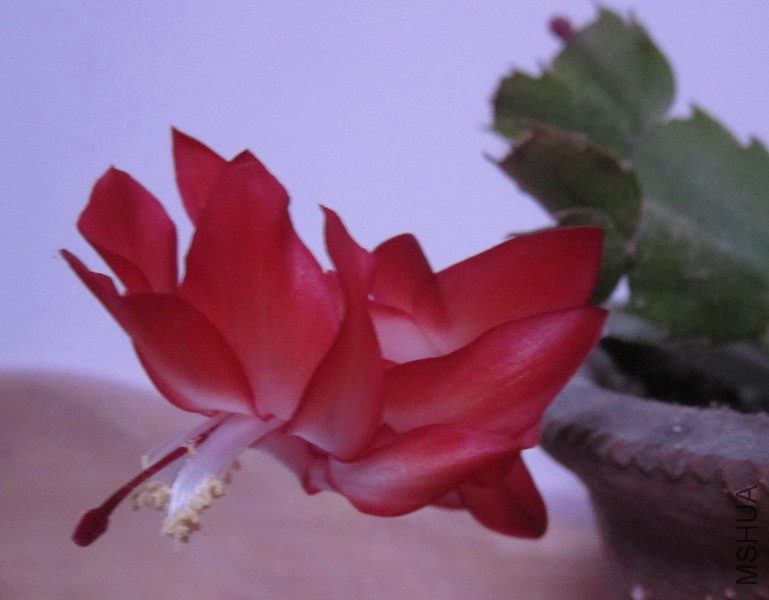 Schlumbergera truncata 'Exotic Dancer' зצ�� ������� 2.jpg